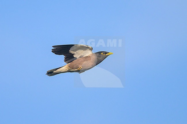 Common myna, Acridotheres tristis, in flight. stock-image by Agami/Sylvain Reyt,