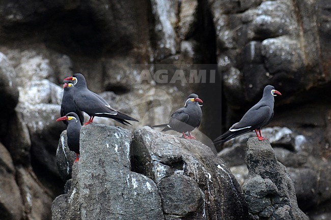  stock-image by Agami/Laurens Steijn,