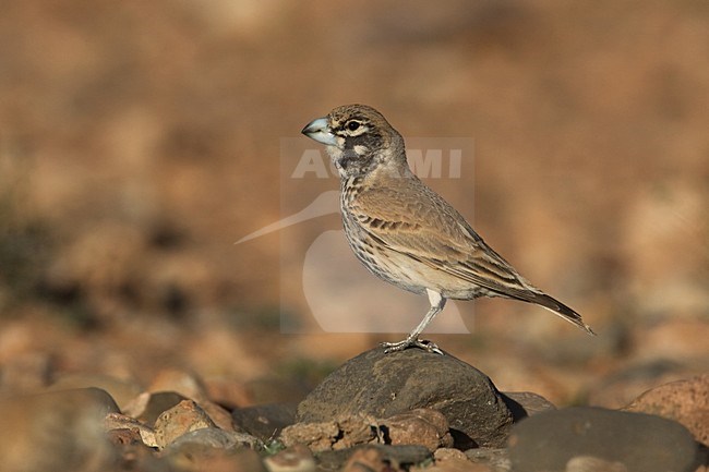 Diksnavelleeuwerik man op de uitkijk; Thick-billed Lark male looking stock-image by Agami/Harvey van Diek,