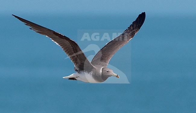 Hemprichs Meeuw, Sooty Gull stock-image by Agami/Jacob Garvelink,