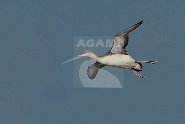 Roodkeelduiker in de vlucht; Red-throated Loon in flight stock-image by Agami/Daniele Occhiato,