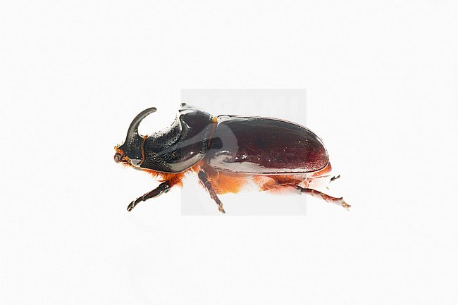 European Rhinoceros Beetle (Oryctes nasicornis) stock-image by Agami/Theo Douma,