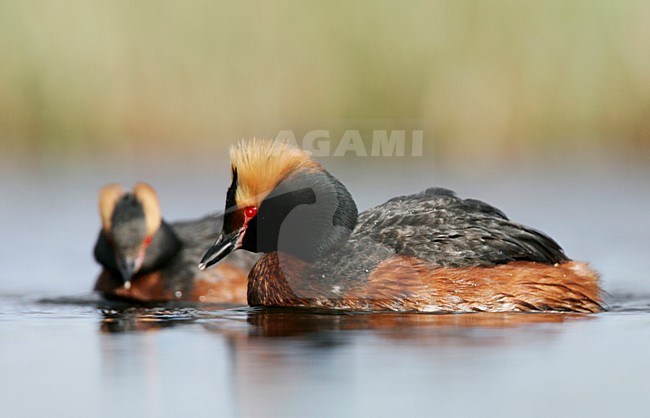 Paartje Kuifduikers in zomerkleed; Pair of Horned Grebes in summer plumage stock-image by Agami/Menno van Duijn,
