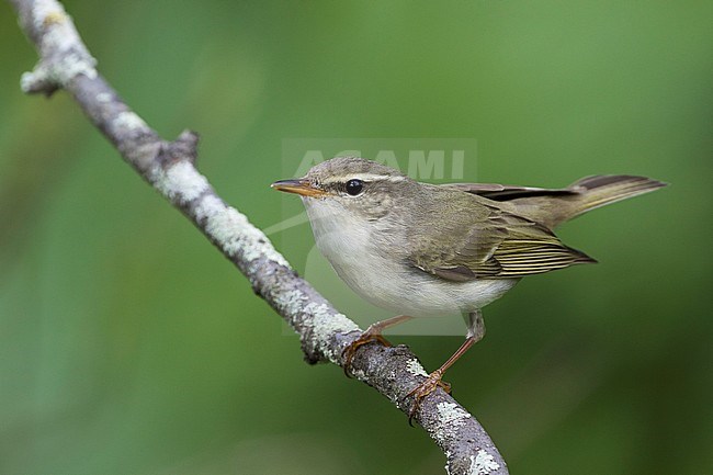 Arctic Warbler, Noordse Boszanger stock-image by Agami/Ralph Martin,