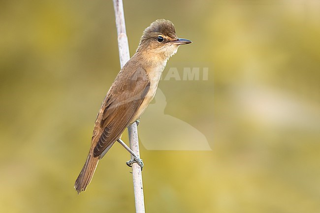 Great Reed Warbler, Acrocephalus arundinaceus, in Italy. stock-image by Agami/Daniele Occhiato,