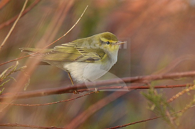 Wood Warbler (Phylloscopus sibilatrix) perched on a branch, with a green and red background, in Brittany, France. stock-image by Agami/Sylvain Reyt,