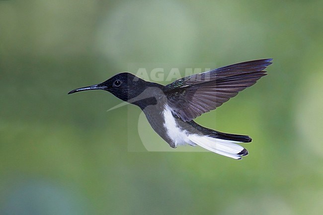 Vliegende Rouwkolibrie, Black Jacobin in flight stock-image by Agami/Dubi Shapiro,