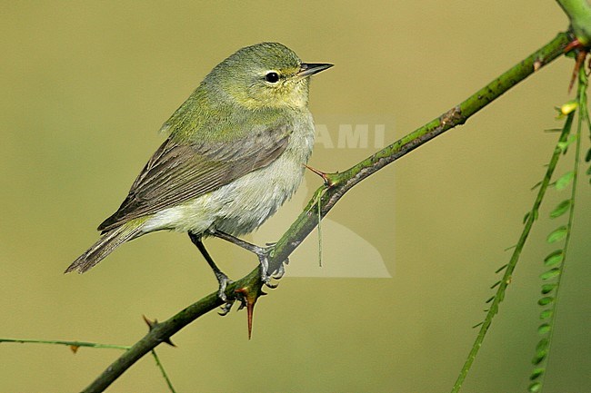 Adult female breeding
Galveston Co., TX
May 2005 stock-image by Agami/Brian E Small,