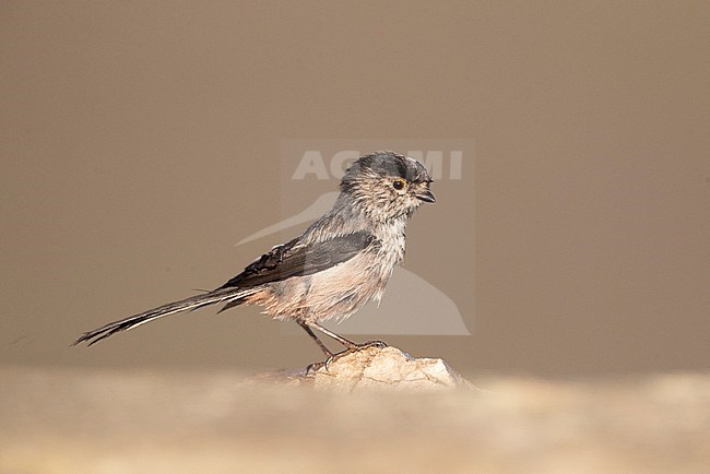 Adult Iberian Long-tailed Tit (Aegithalos caudatus irbii) in central Spain. Side view of bird just having had a bath. stock-image by Agami/Marc Guyt,