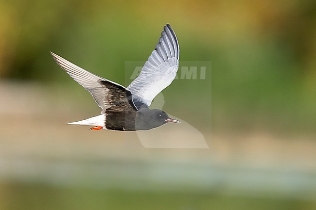 White-winged Tern (Chlidonias leucopterus), side view of an adult in flight, Campania, Italy stock-image by Agami/Saverio Gatto,