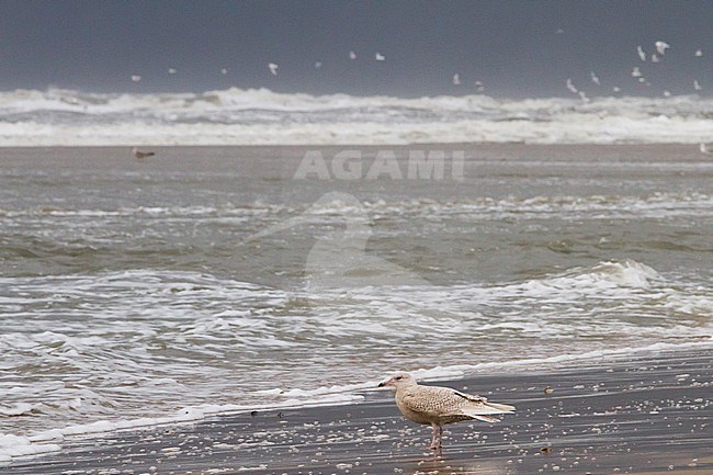 Iceland Gull, Larus glaucoides stock-image by Agami/Menno van Duijn,