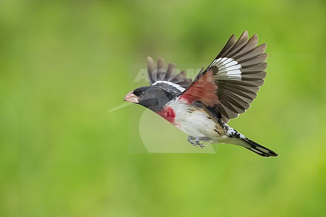 Adult male
Galveston Co., TX
May 2023 stock-image by Agami/Brian E Small,