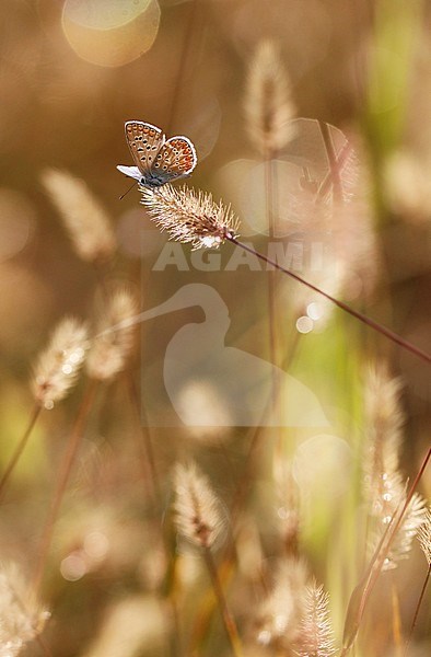 Icarusblauwtje; Common Blue; stock-image by Agami/Chris van Rijswijk,