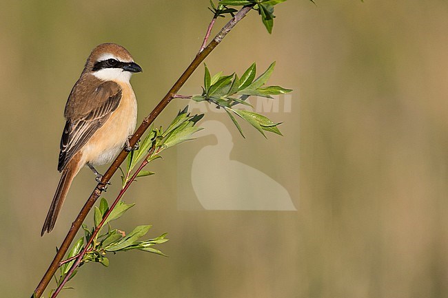 Brown Shrike, Lanius cristatus ssp. cristatus, Russia, adult male stock-image by Agami/Ralph Martin,