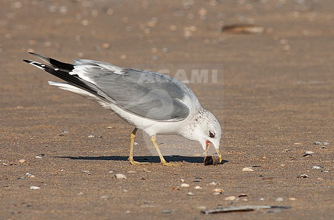 Adult Common Gull (Larus canus canus) in winter plumage standing on the beach of Katwijk, Netherlands. Picking up a razor clam. stock-image by Agami/Marc Guyt,