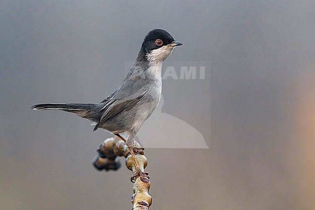 Sardinian Warbler (Sylvia melanocephala) male wintering in Italy stock-image by Agami/Daniele Occhiato,