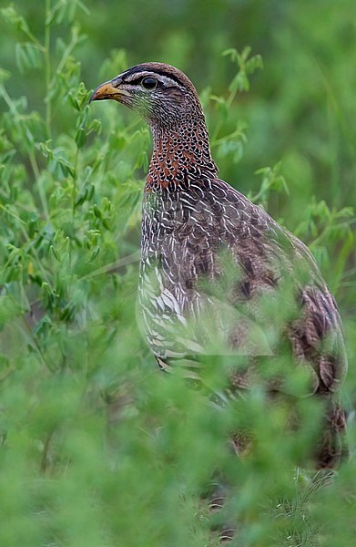 Double-spurred Francolin (Pternistis bicalcaratus) perched in the gras in a rainforest in Ghana. Also known as double-spurred spurfowl. stock-image by Agami/Dubi Shapiro,