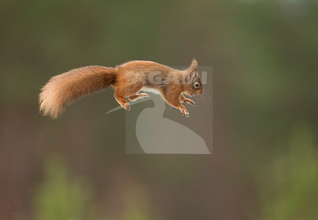 Springende Eekhoorn, Red Squirrel jumping stock-image by Agami/Danny Green,