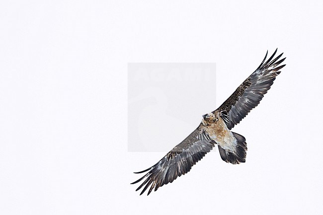 Lammergeier (Gypaetus barbatus barbatus) in Switzerland. Also known as Bearded Vulture. Presumably 5th cy plumage. stock-image by Agami/Ralph Martin,