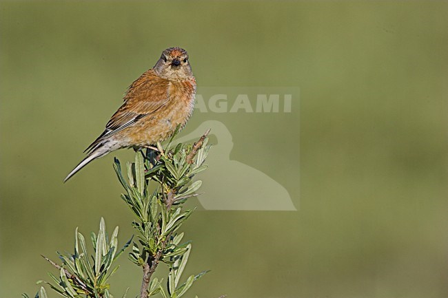 Kneu zittend op tak; Common Linnet sitting on branch stock-image by Agami/Menno van Duijn,