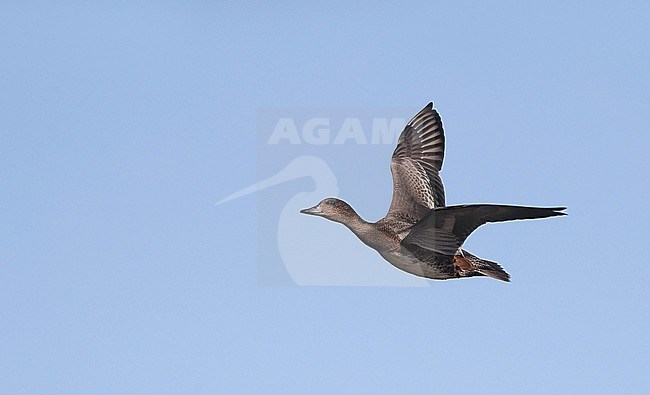 First-winter European Wigeon (Anas penelope) in flight at Falsterbo, Sweden. stock-image by Agami/Helge Sorensen,
