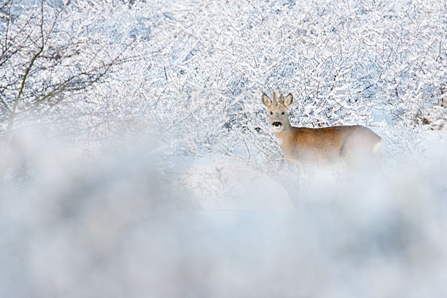 Ree in de sneeuw; Roe deer standing in snow stock-image by Agami/Menno van Duijn,