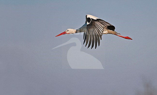 Flying White Stork stock-image by Agami/Alain Ghignone,