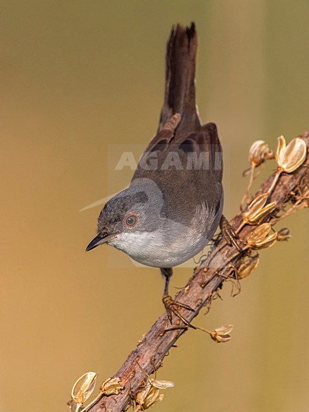 Kleine Zwartkop; Sardinian Warbler; Sylvia melanocephala stock-image by Agami/Daniele Occhiato,