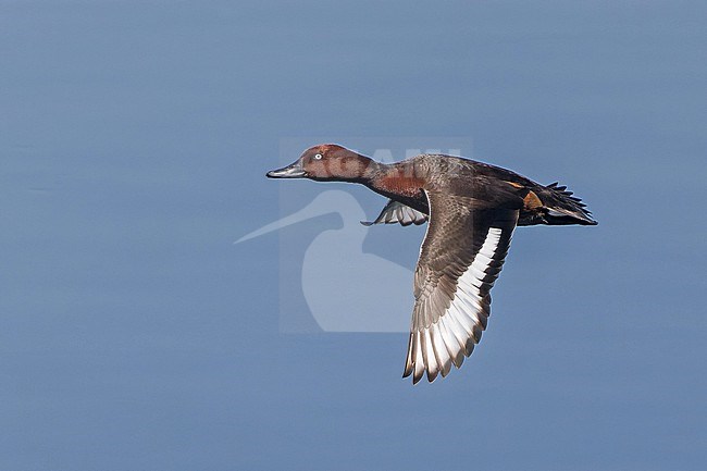 Ferruginous Duck (Aythya nyroca) in flight in Turkey. stock-image by Agami/Pete Morris,