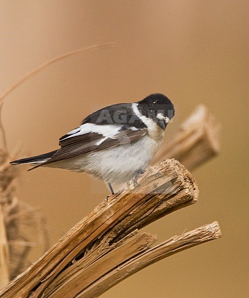 Balkanvliegenvanger mannetje zittend in palmboom; Semi-collared Flycatcher male perched in palmtree stock-image by Agami/Marc Guyt,