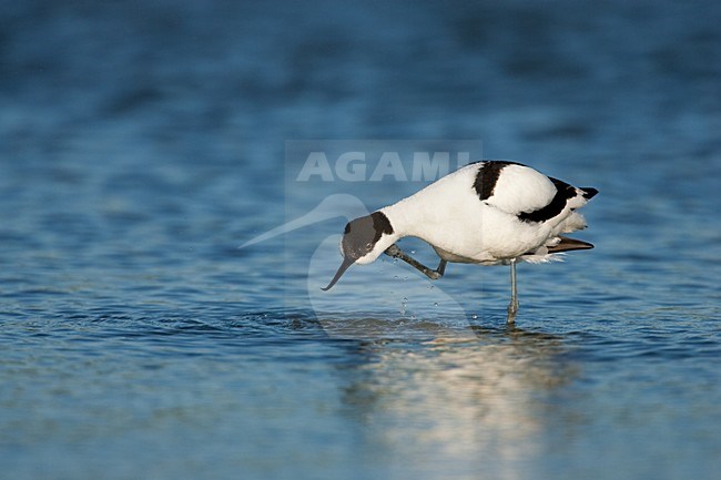 Kluut, Pied Avocet, Recurvirostra avosetta stock-image by Agami/Menno van Duijn,