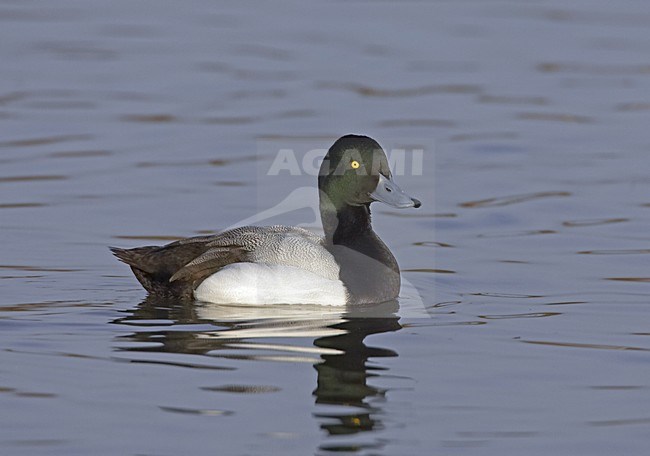 Greater Scaup adult male swimming; Toppereend volwassen man zwemmend stock-image by Agami/Jari Peltomäki,