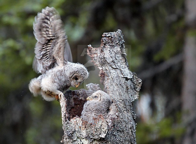 Jongen van de Oeraluil in nestboom; Young of Ural owl in nest tree stock-image by Agami/Markus Varesvuo,