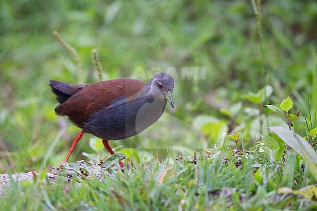 Black-tailed Crake (Zapornia bicolor) walking on ground at Doi Inthanon, Thailand stock-image by Agami/Helge Sorensen,