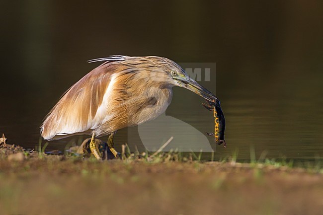 Ralreiger met prooi; Squacco Heron with prey stock-image by Agami/Daniele Occhiato,