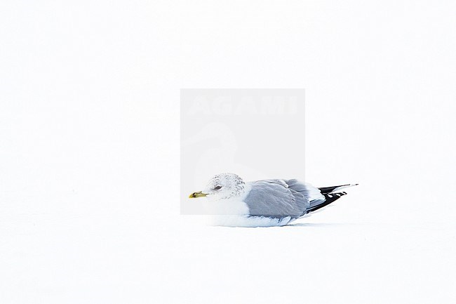Stormmeeuw in de sneeuw Nederlands, Mew Gull in the snow Netherlands stock-image by Agami/Menno van Duijn,
