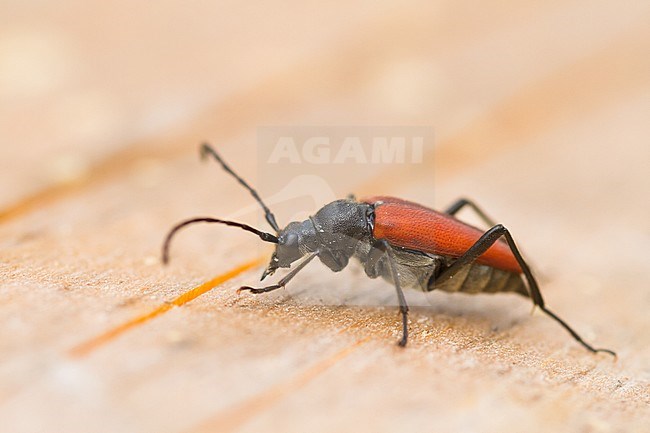 Anastrangalia sanguinolenta - Blutroter Halsbock, Germany (Baden-Württemberg), imago, female stock-image by Agami/Ralph Martin,