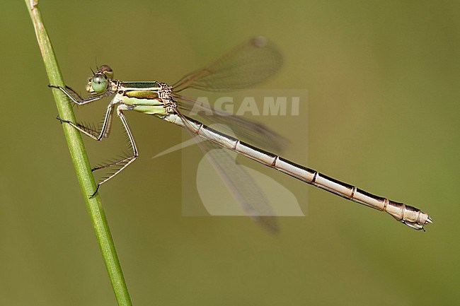 Adult female Southern Emerald Damselfly (Lestes barbarus) resting on a stem of grass at the Bruuk in the Netherlands. stock-image by Agami/Fazal Sardar,