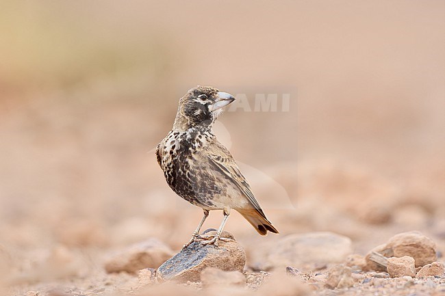 Thick-billed Lark (Ramphocoris clotbey) perched on a stone against a desert colored natural background, Morocco stock-image by Agami/Tomas Grim,