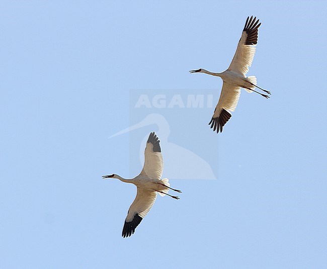 Ernstig bedreigde Siberische Witte Kraanvogels in Chinese overwinteringsgebied; CRITICALLY ENDANGERED Siberian Cranes (Leucogeranus leucogeranus) in Chinese wintering area stock-image by Agami/James Eaton,