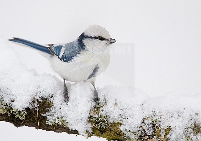 Azuurmees in de sneeuw, Azure Tit in the snow stock-image by Agami/Markus Varesvuo,