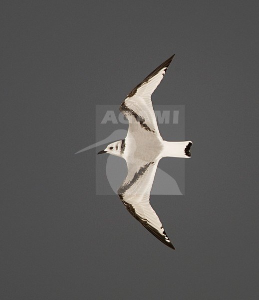 Juveniele Drieteenmeeuw in de vlucht; Juvenile Black-legged Kittiwake in flight stock-image by Agami/Arie Ouwerkerk,