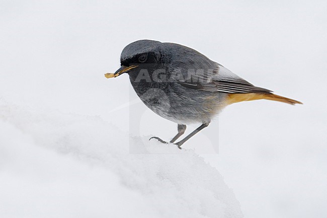 Zwarte Roodstaart mannetje in sneeuw met voer; Black Redstart male perched in snow with food stock-image by Agami/Daniele Occhiato,