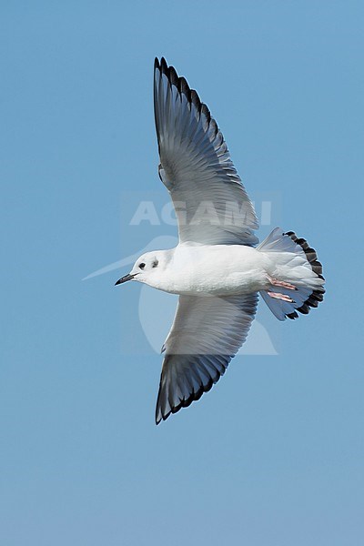 First-winter Bonaparte's Gull (Chroicocephalus philadelphia) at Cape May, New Jersey, March 2017. stock-image by Agami/Brian E Small,