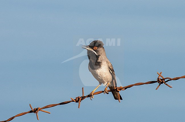 Adult Rüppell's Warbler (Sylvia ruppeli) near Molivos on the island on Lesvos, Greece. Male in breeding plumage singing from barbed wire. stock-image by Agami/Marc Guyt,