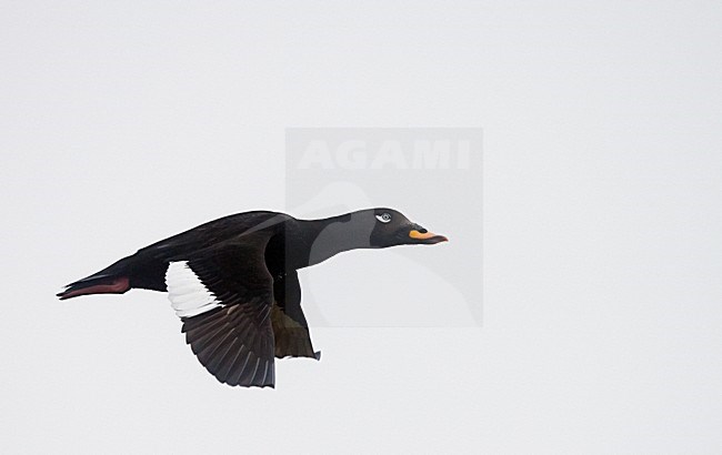 Mannetje Grote Zee-eend in flight; Male Velvet Scoter in flight stock-image by Agami/Markus Varesvuo,