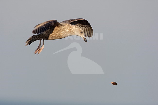 Zilvermeeuw mossels brekend op asfalt; Herring Gull trying to open the mussel by falling it on a hard surface stock-image by Agami/Arie Ouwerkerk,