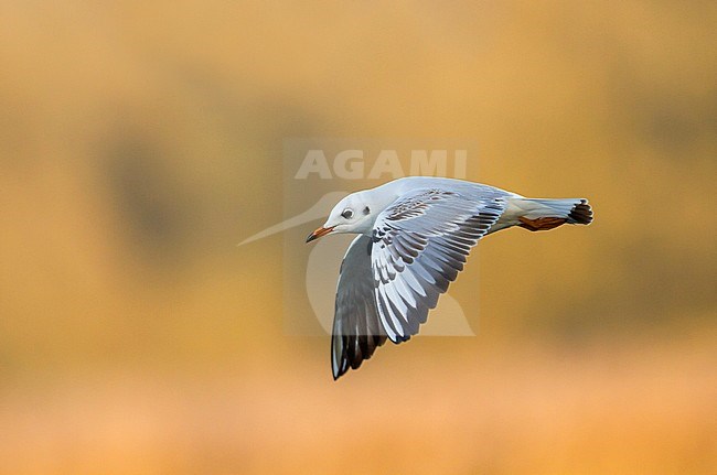 Black-headed Gull, Kokmeeuw, Larus ridibundus, Austria, 1st cy stock-image by Agami/Ralph Martin,