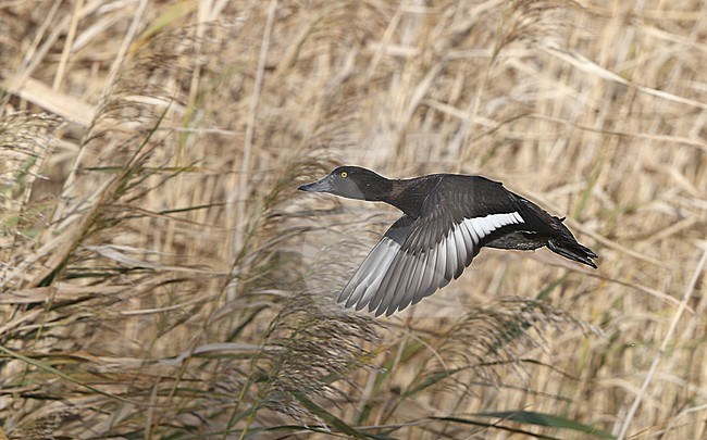 Presumed first-winter female Tufted Duck (Aythya fuligula), taking off from a small local wetland near Vallensbæk in Denmark. stock-image by Agami/Helge Sorensen,