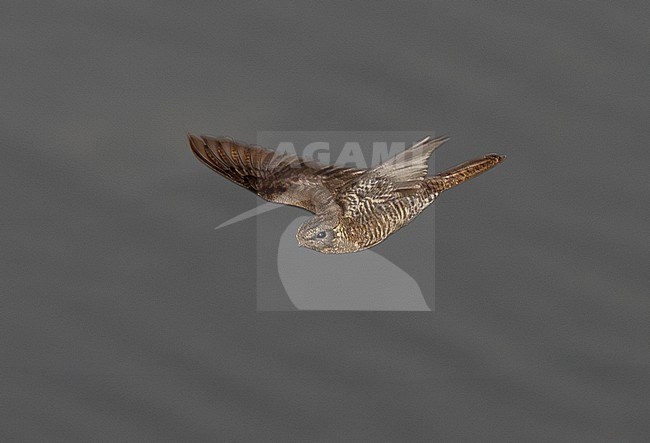 Plain-tailed (or Bahian) Nighthawk (Nyctiprogne vielliardi) in flight over a river at dusk – a very rarely photographed species. stock-image by Agami/Andy & Gill Swash ,